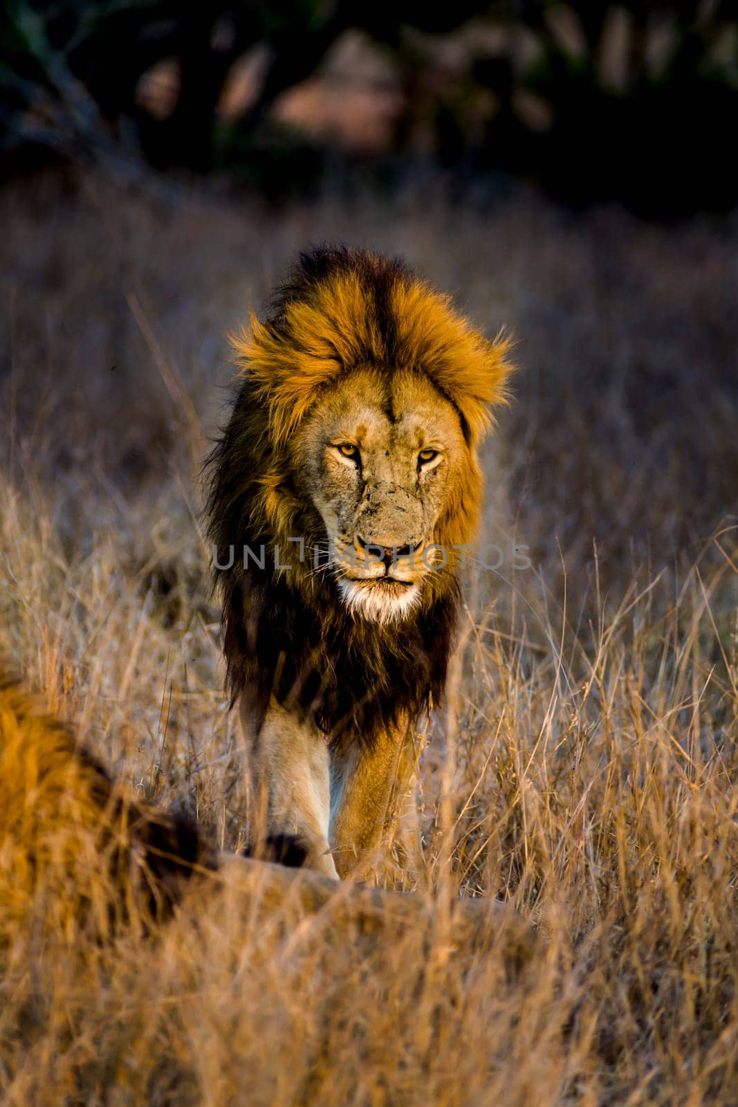 Lion (Panthera leo) South Africa, Mpumalanga, Timbavati Nature Reserve