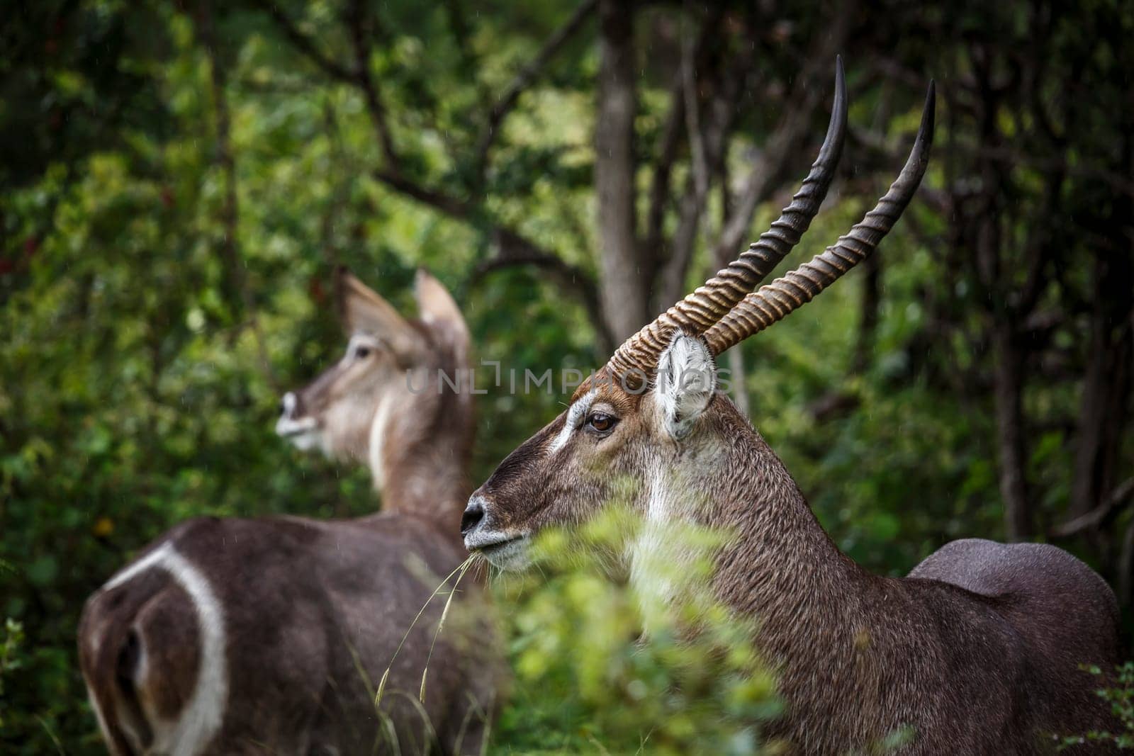 Common waterbuck in Kruger national park, South Africa by PACOCOMO