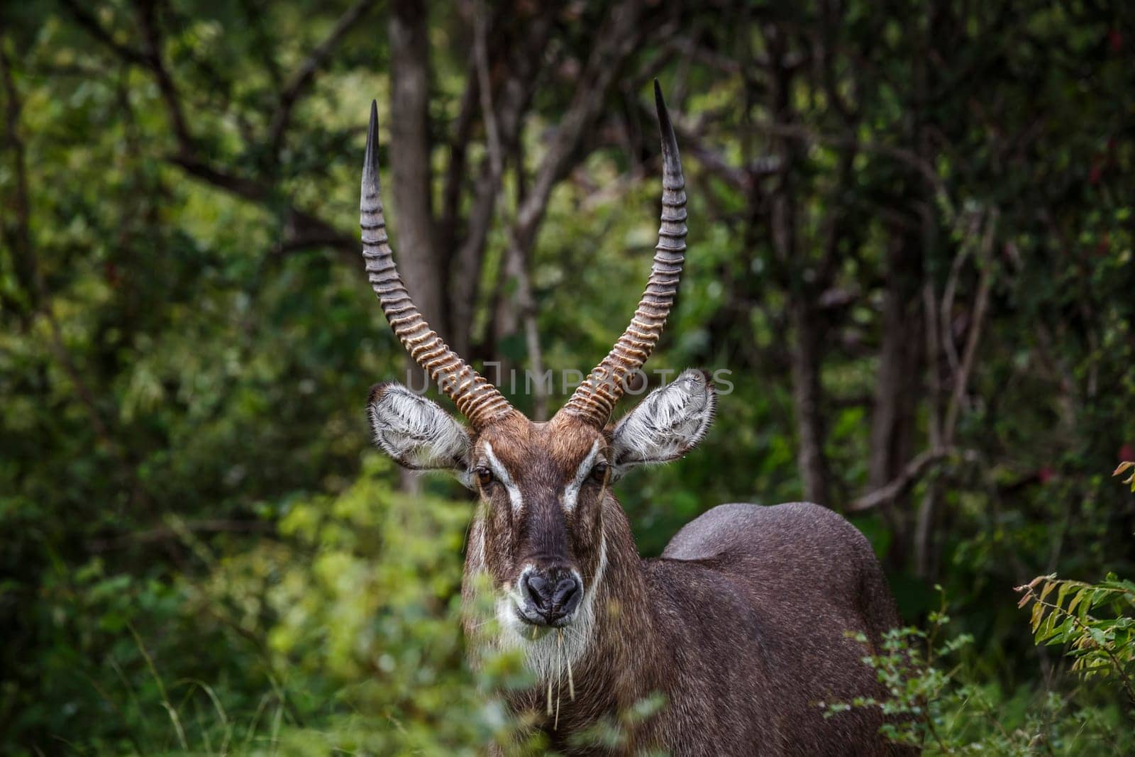 Common waterbuck in Kruger national park, South Africa by PACOCOMO