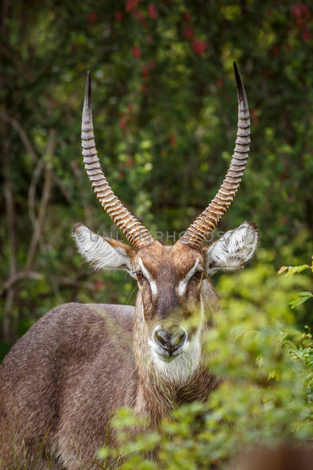 Common waterbuck in Kruger national park, South Africa by PACOCOMO