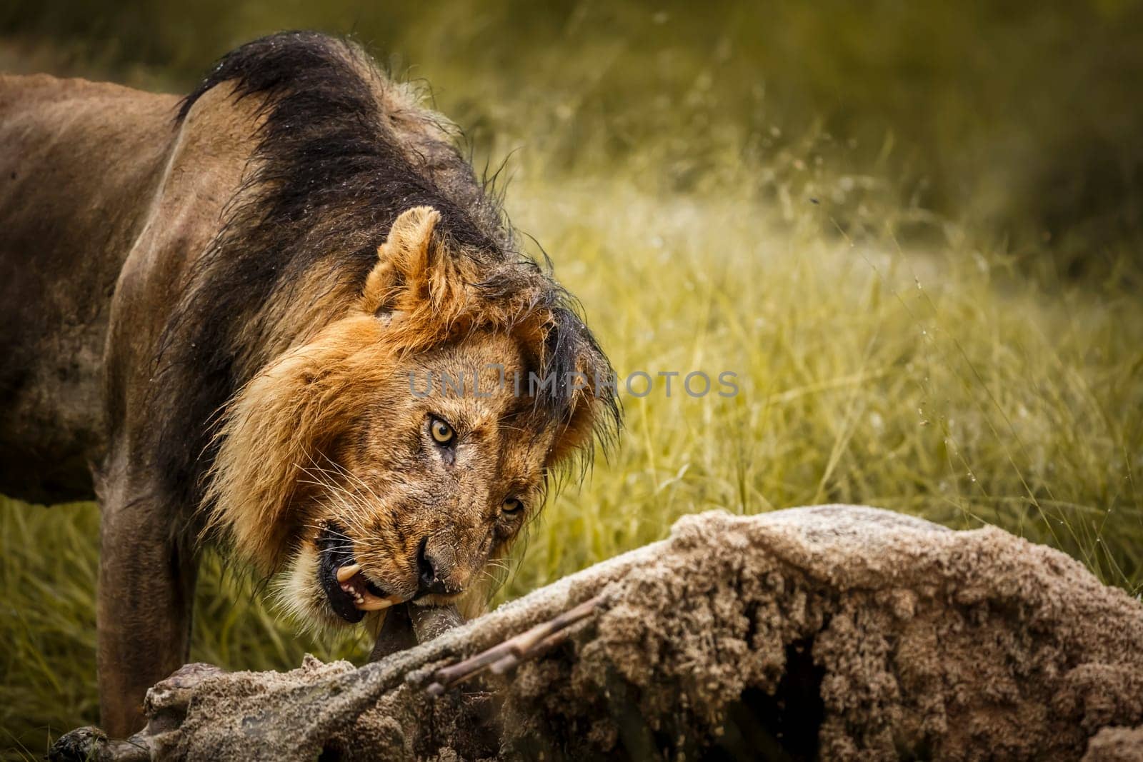 African lion portrait eating a prey under rain in Kruger National park, South Africa ; Specie Panthera leo family of Felidae