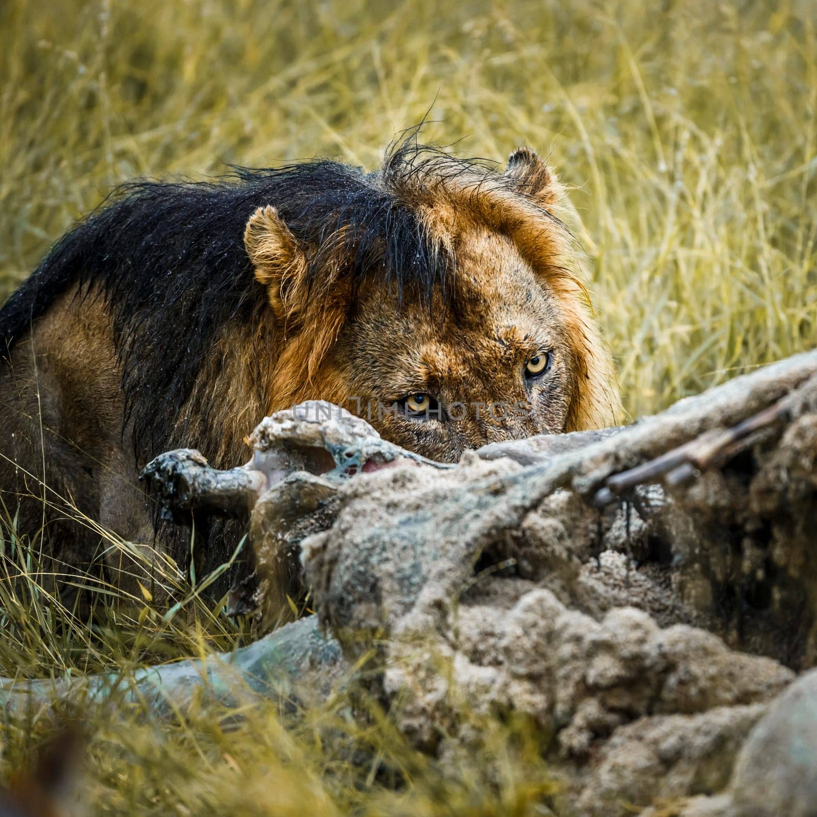 African lion portrait eating a prey under rain in Kruger National park, South Africa ; Specie Panthera leo family of Felidae