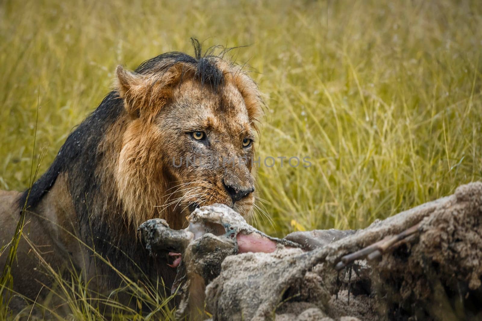 African lion in Kruger national park, South Africa by PACOCOMO