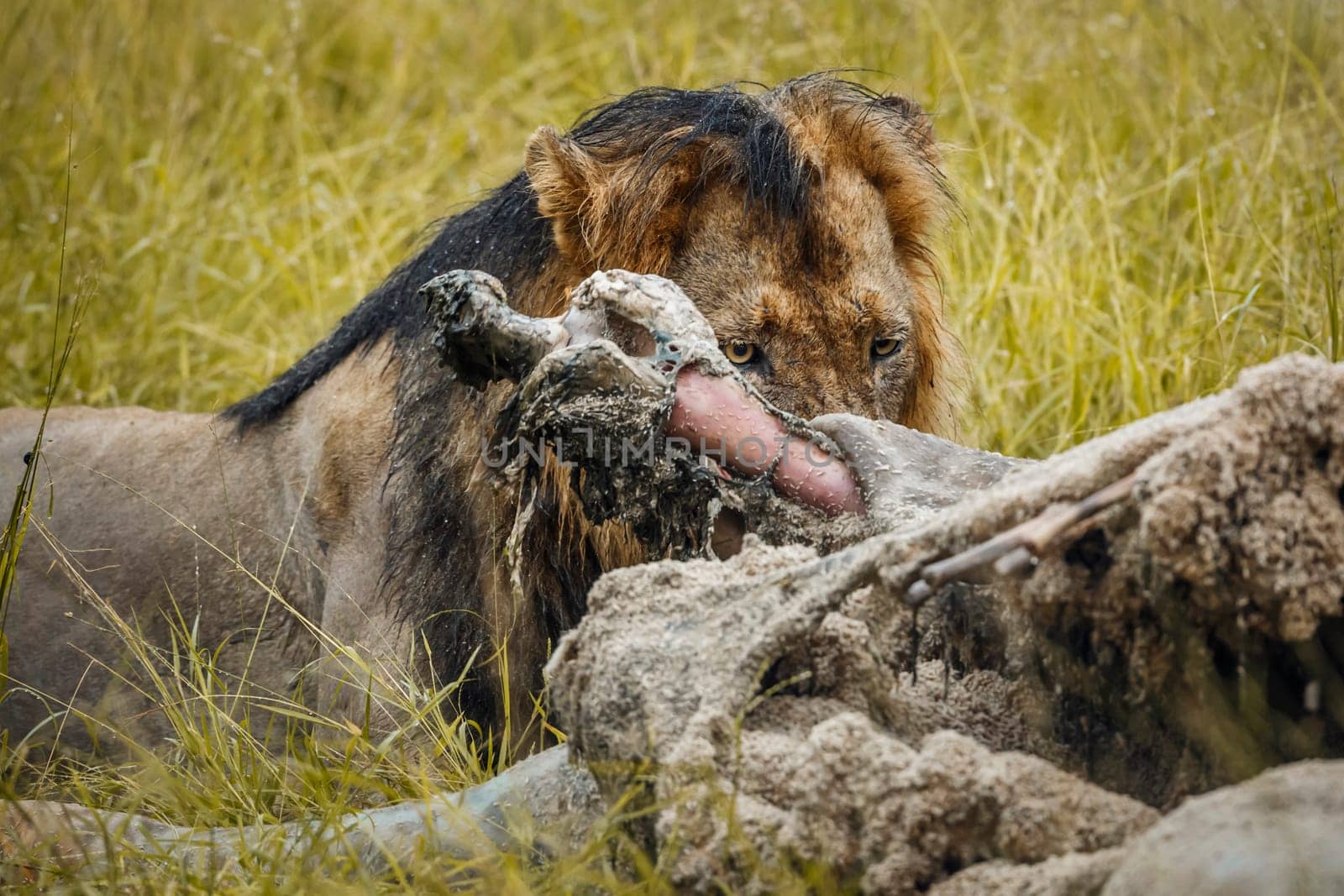 African lion portrait eating a prey under rain in Kruger National park, South Africa ; Specie Panthera leo family of Felidae