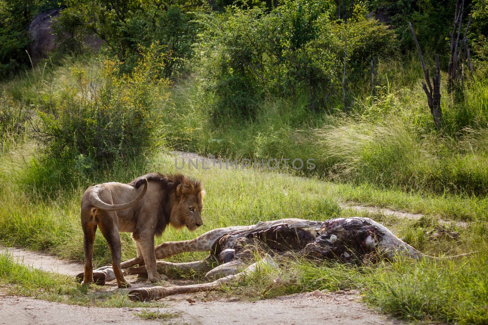 African lion male eating on a giraffe carcass in Kruger National park, South Africa ; Specie Panthera leo family of Felidae