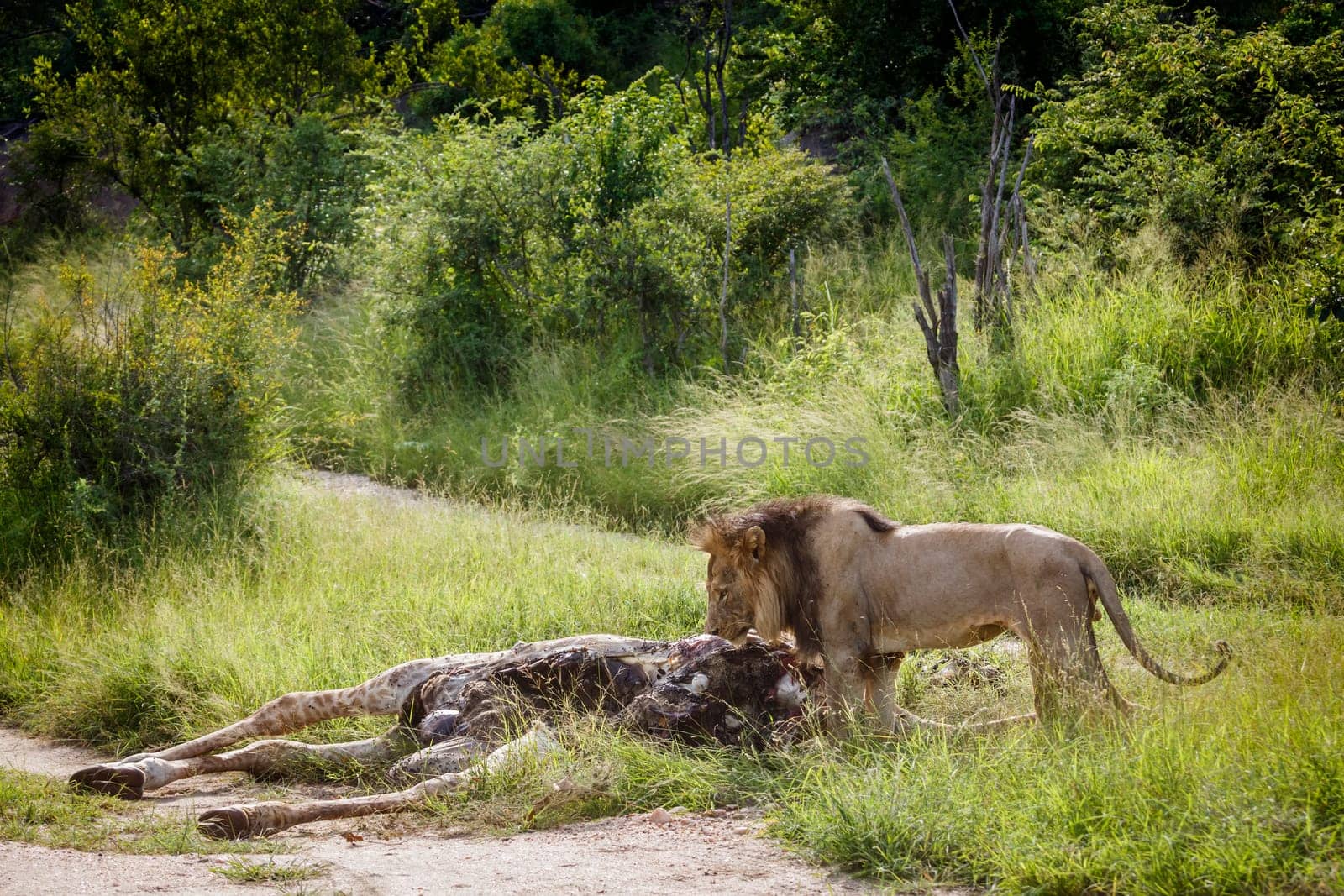 African lion male eating on a giraffe carcass in Kruger National park, South Africa ; Specie Panthera leo family of Felidae