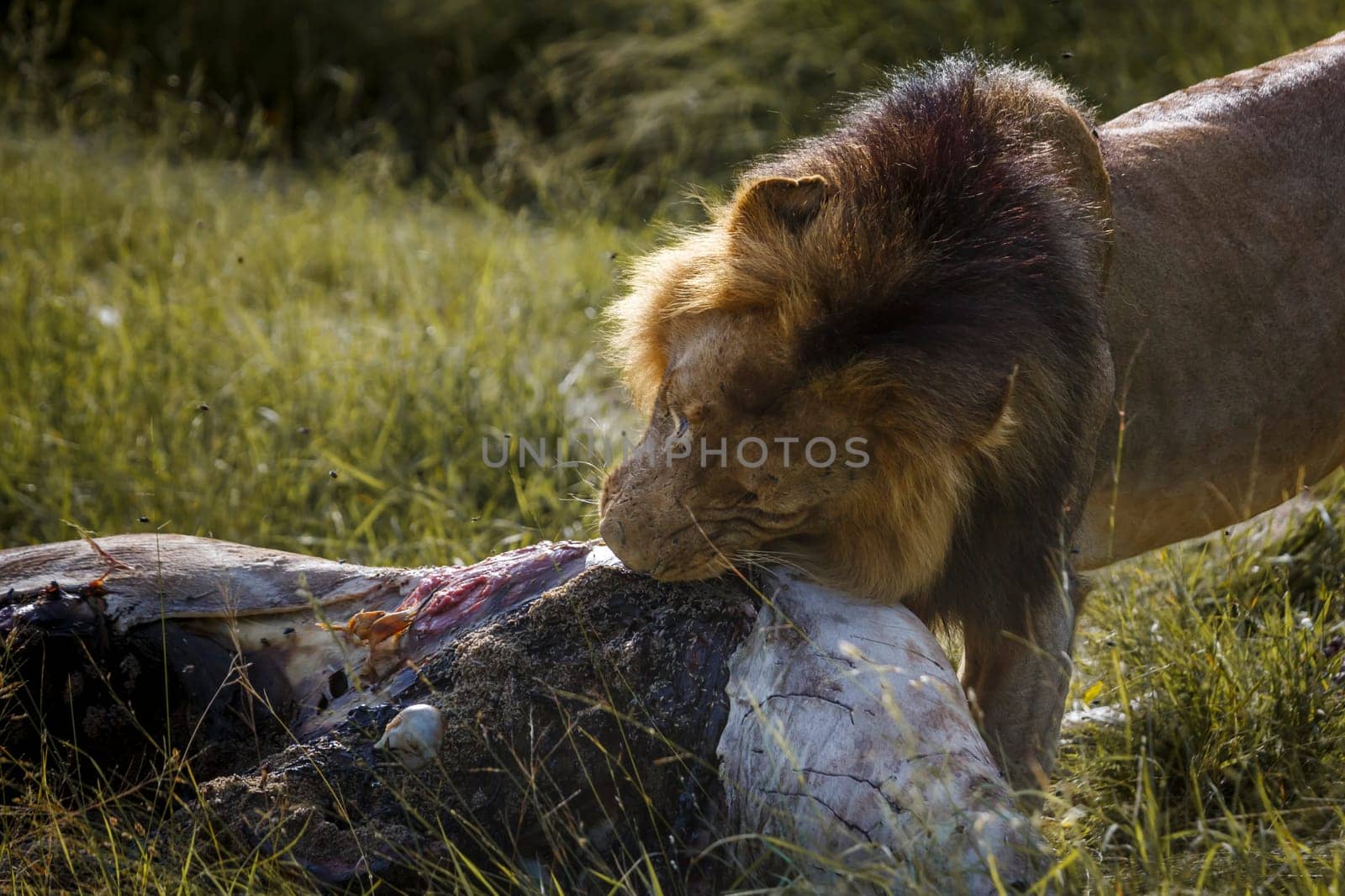 African lion male eating on a giraffe carcass in Kruger National park, South Africa ; Specie Panthera leo family of Felidae