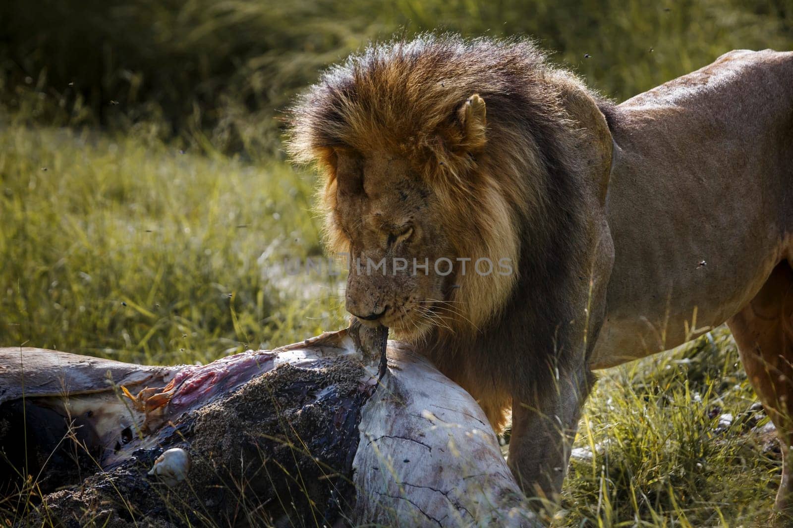 African lion male eating on a giraffe carcass in Kruger National park, South Africa ; Specie Panthera leo family of Felidae