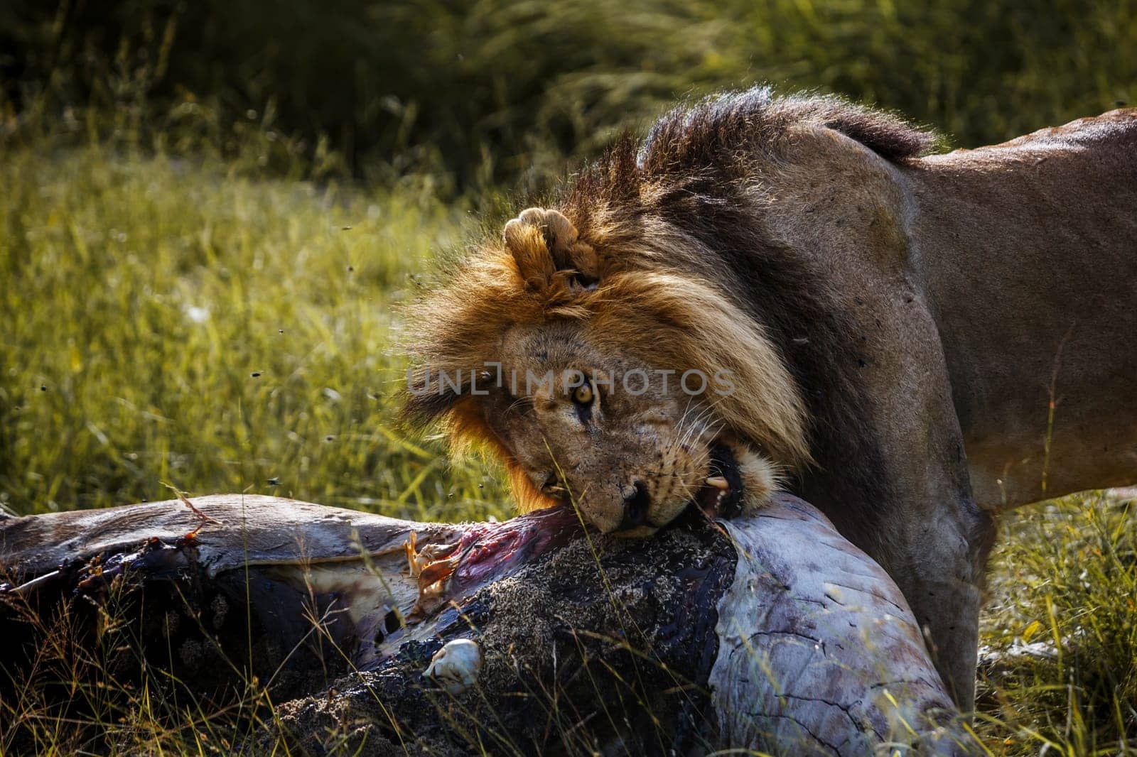 African lion male eating on a giraffe carcass in Kruger National park, South Africa ; Specie Panthera leo family of Felidae