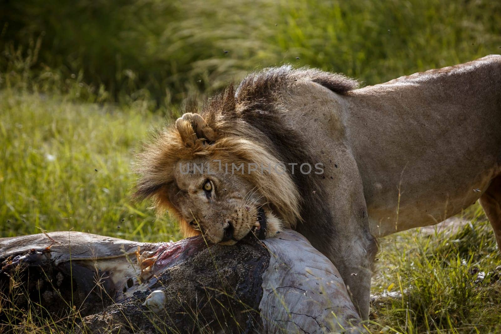 African lion protrait eating a giraffe prey in Kruger National park, South Africa ; Specie Panthera leo family of Felidae