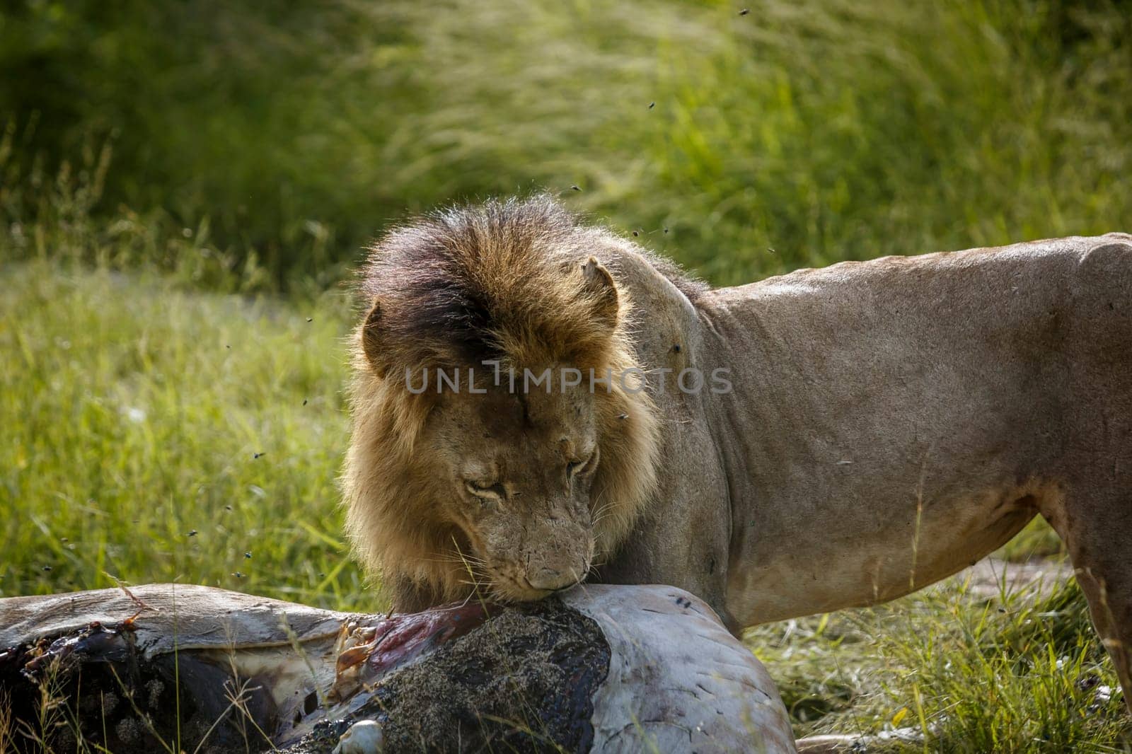 African lion protrait eating a giraffe prey in Kruger National park, South Africa ; Specie Panthera leo family of Felidae