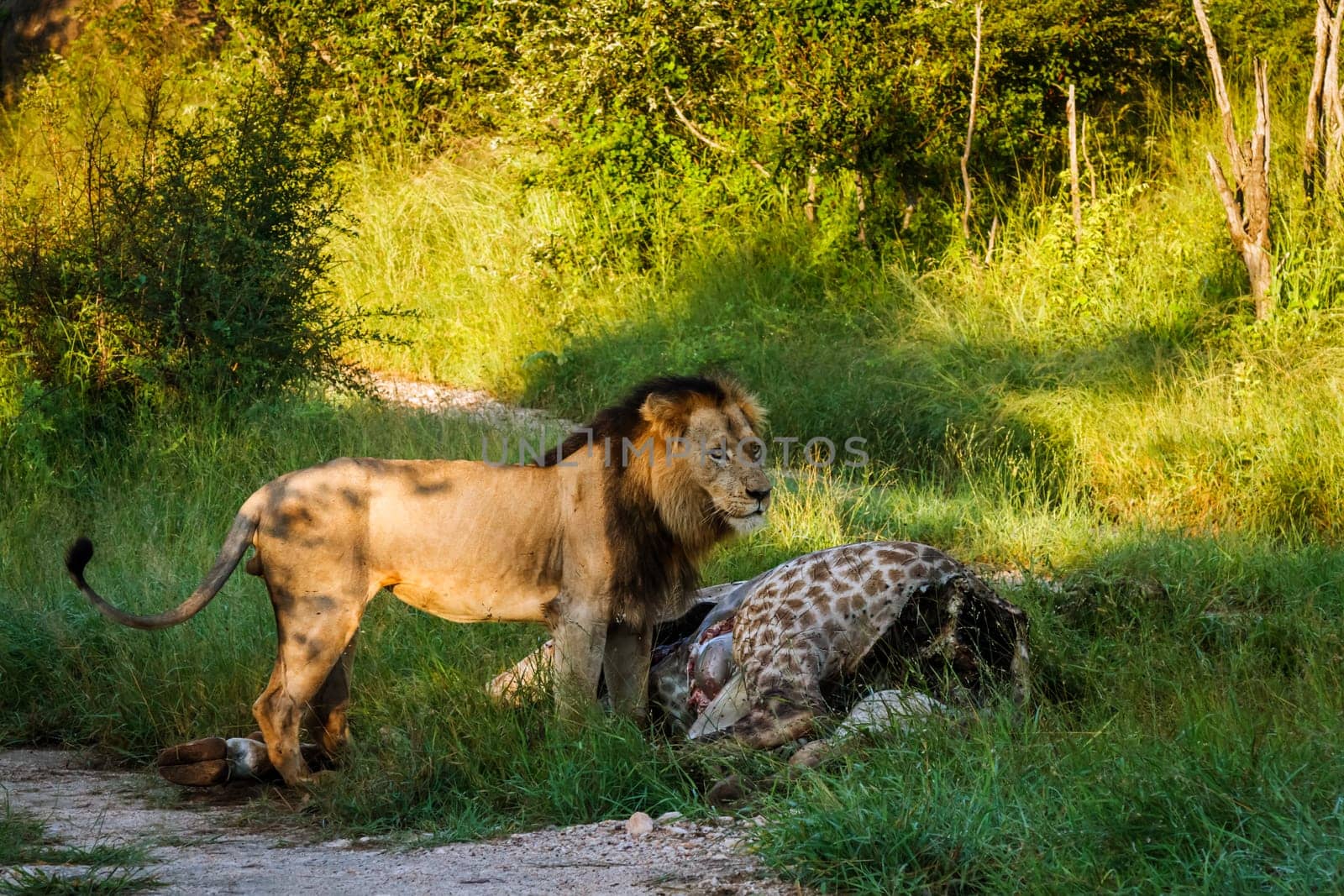 African lion male in morning light watching his kill in Kruger National park, South Africa ; Specie Panthera leo family of Felidae