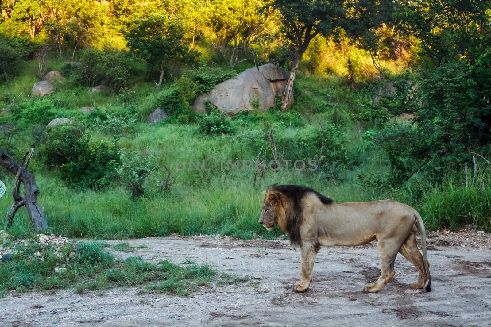 African lion male standing on safari road in Kruger National park, South Africa ; Specie Panthera leo family of Felidae