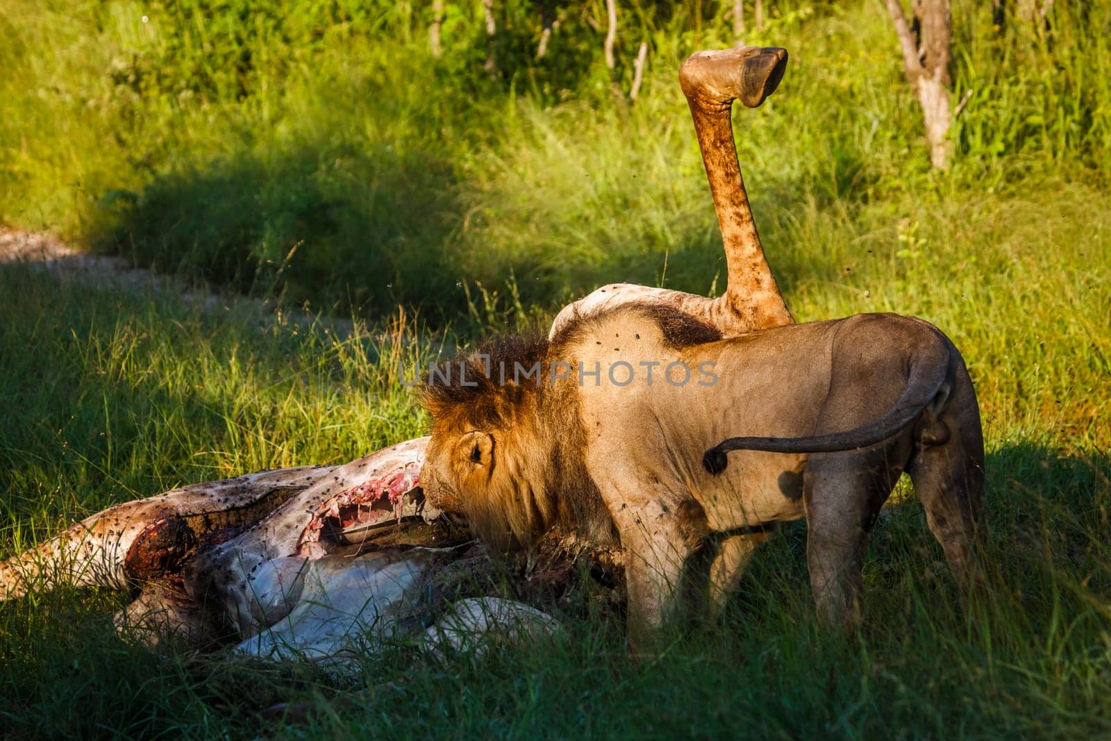 African lion male eating giraffe prey in Kruger National park, South Africa ; Specie Panthera leo family of Felidae