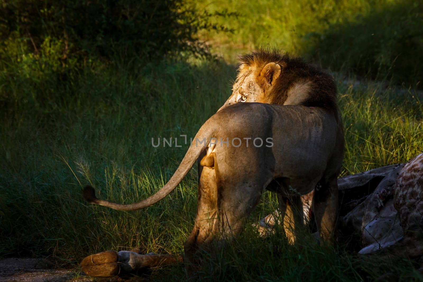 African lion in Kruger national park, South Africa by PACOCOMO