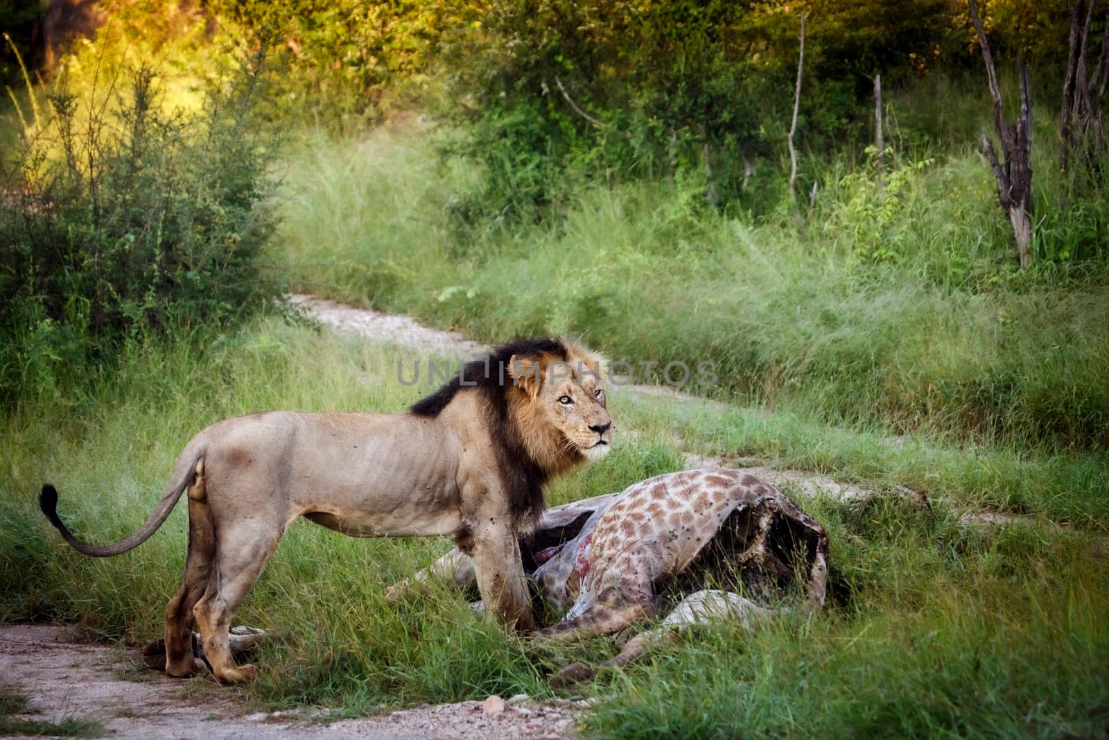 African lion male eating a giraffe carcass in Kruger National park, South Africa ; Specie Panthera leo family of Felidae