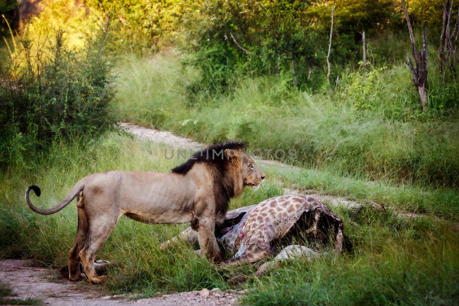 African lion in Kruger national park, South Africa by PACOCOMO