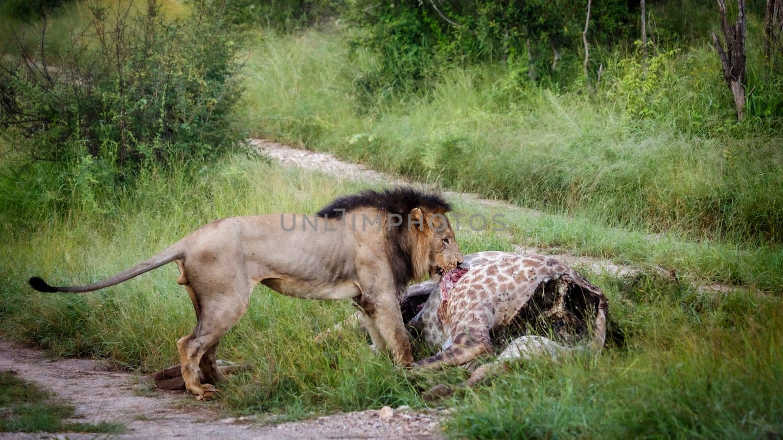 African lion male eating a giraffe carcass in Kruger National park, South Africa ; Specie Panthera leo family of Felidae