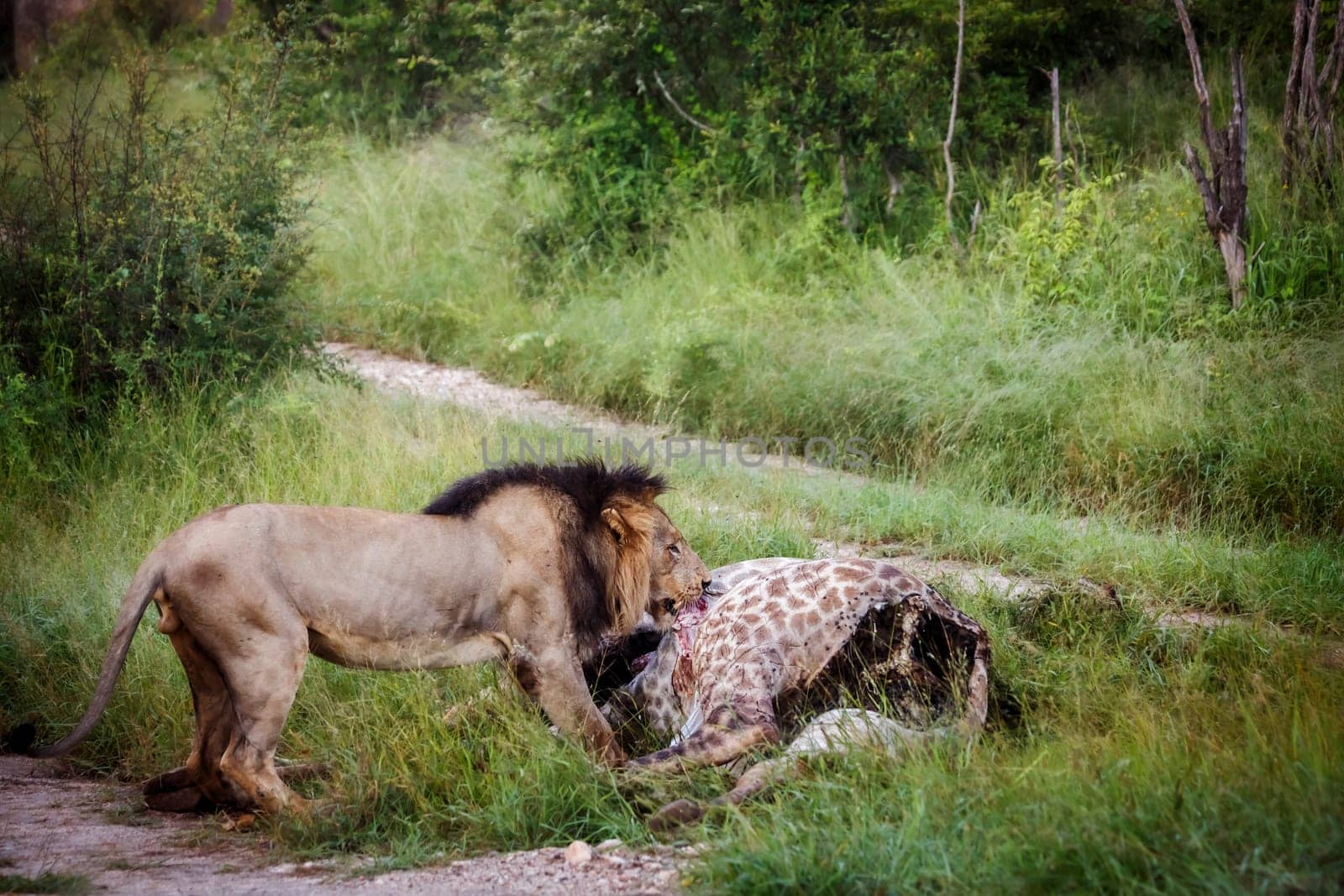 African lion male eating a giraffe carcass in Kruger National park, South Africa ; Specie Panthera leo family of Felidae