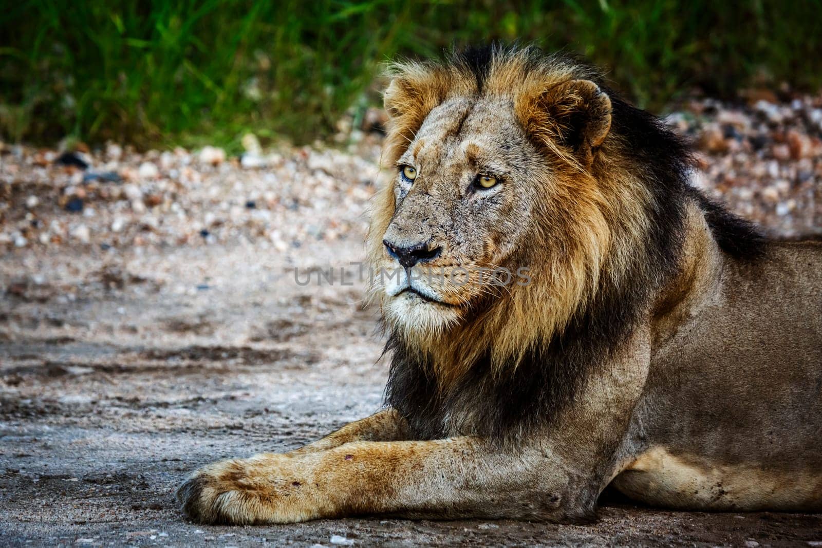 African lion male portrait lying down in Kruger National park, South Africa ; Specie Panthera leo family of Felidae