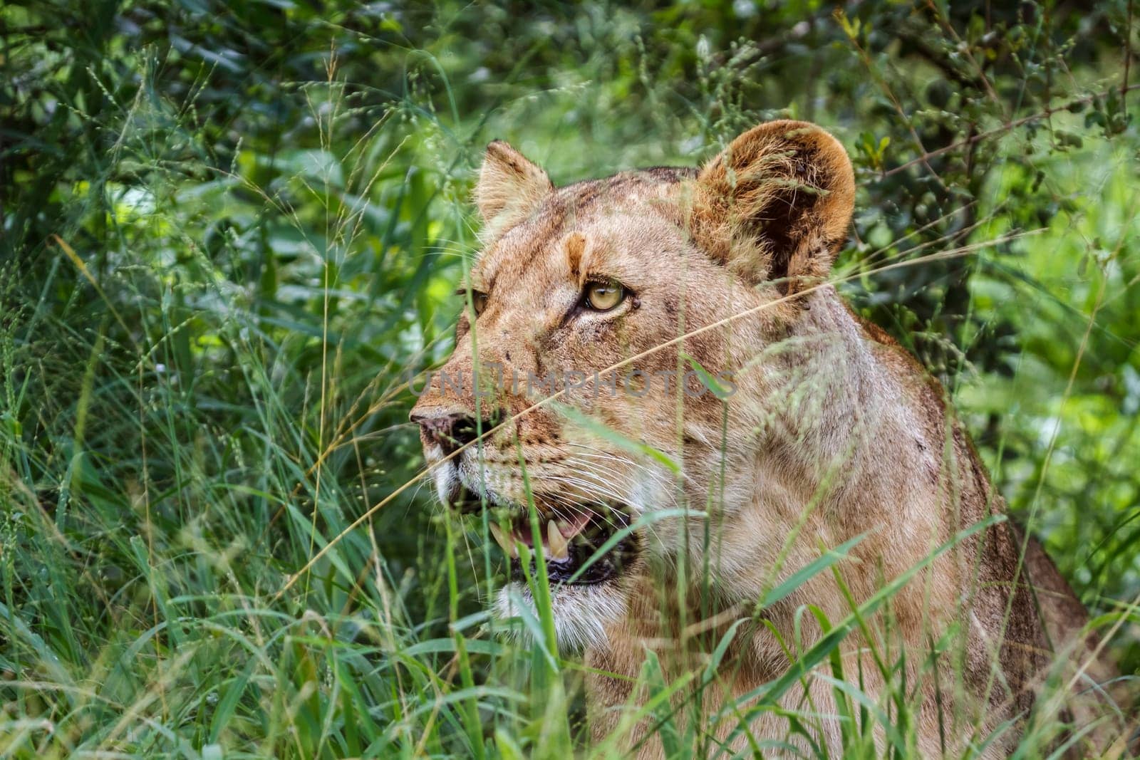 African lioness portrait hiding in the grass in Kruger National park, South Africa ; Specie Panthera leo family of Felidae