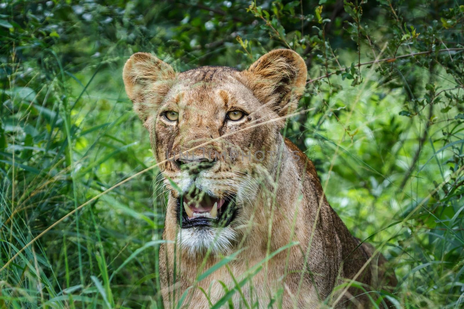 African lion in Kruger national park, South Africa by PACOCOMO