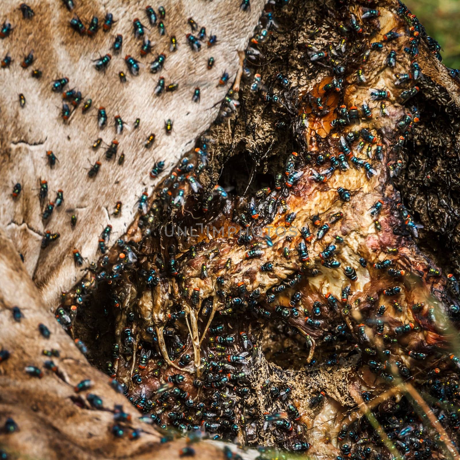 Colony of flies on dead giraffe carcass in Kruger National park, South Africa;  Specie Giraffa camelopardalis family of Giraffidae