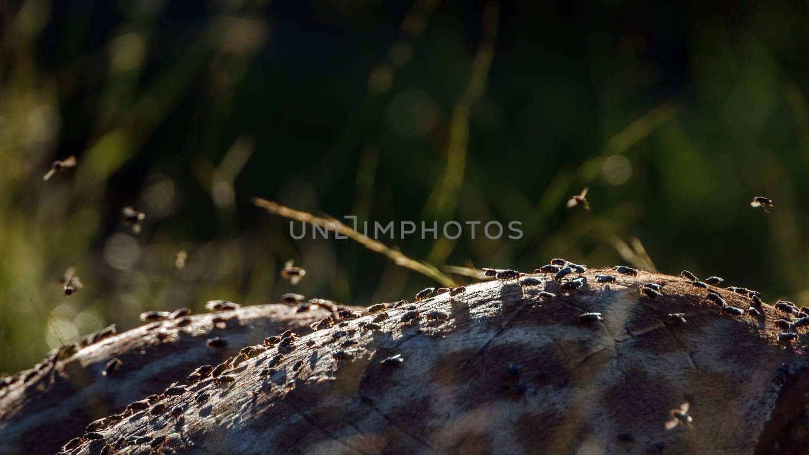 Colony of flies in giraffe dead carcass in Kruger National park, South Africa