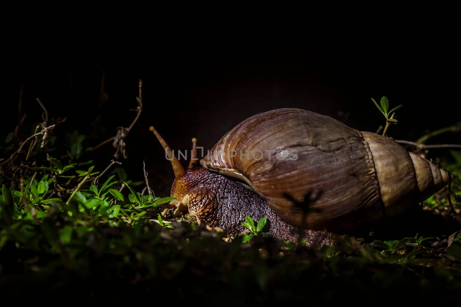 Giant african land snail in Kruger national park, South Africa by PACOCOMO