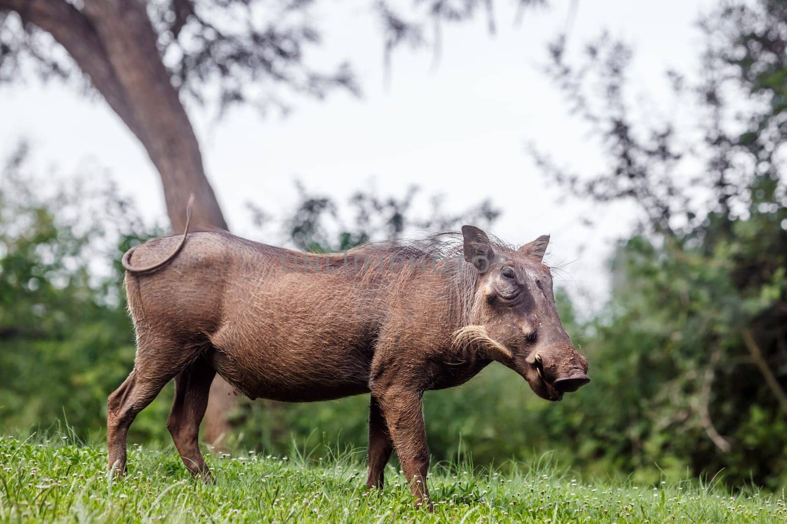 Common warthog standing in meadow in Kruger National park, South Africa ; Specie Phacochoerus africanus family of Suidae