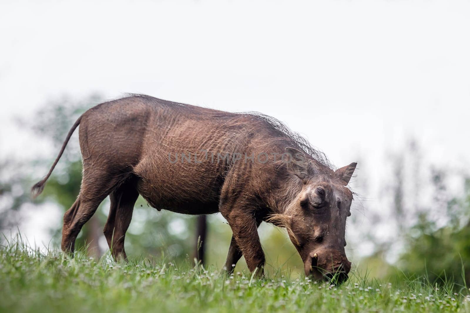 Common warthog isolated in white background in Kruger National park, South Africa ; Specie Phacochoerus africanus family of Suidae