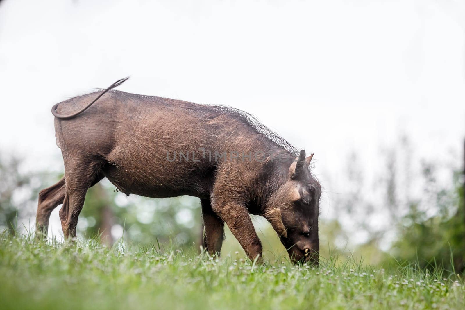 Common warthog isolated in white background in Kruger National park, South Africa ; Specie Phacochoerus africanus family of Suidae