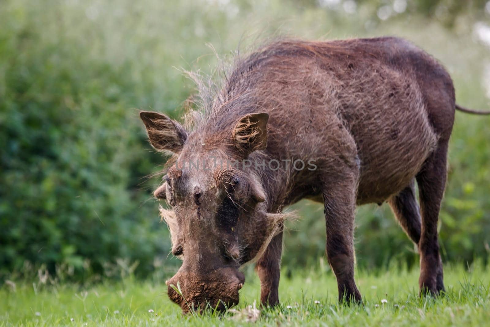 Common warthog eating grass in meadow in Kruger National park, South Africa ; Specie Phacochoerus africanus family of Suidae