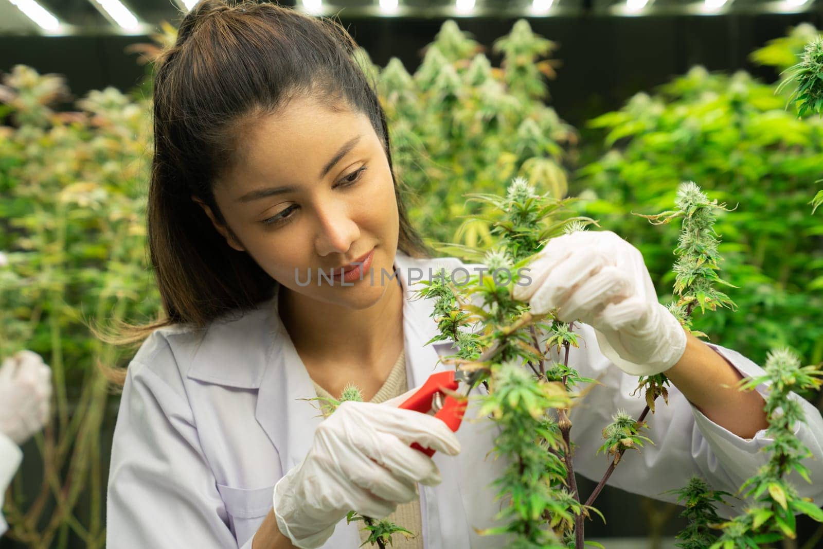 Closeup female scientist cutting, trimming gratifying young cannabis sativa plant leaf with secateurs in curative indoor farm. Cannabis for alternative medical concept.