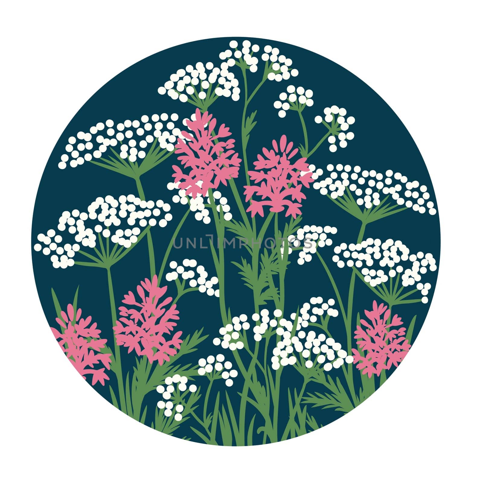 Hand drawn illustration of white cow parsley pink pyramidal orchid meadow wild flowers, wildflower floral design. Round circle nature plant on dark blue navy indigo background, british common herbs grass