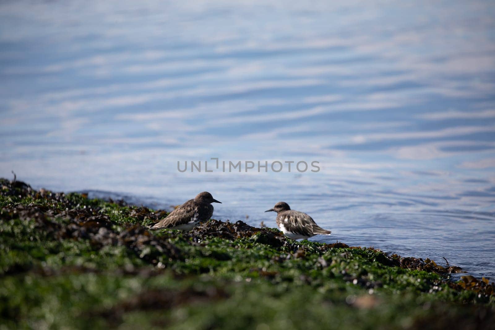 Shore birds walking along the edge of a beach covered in seaweed by Granchinho