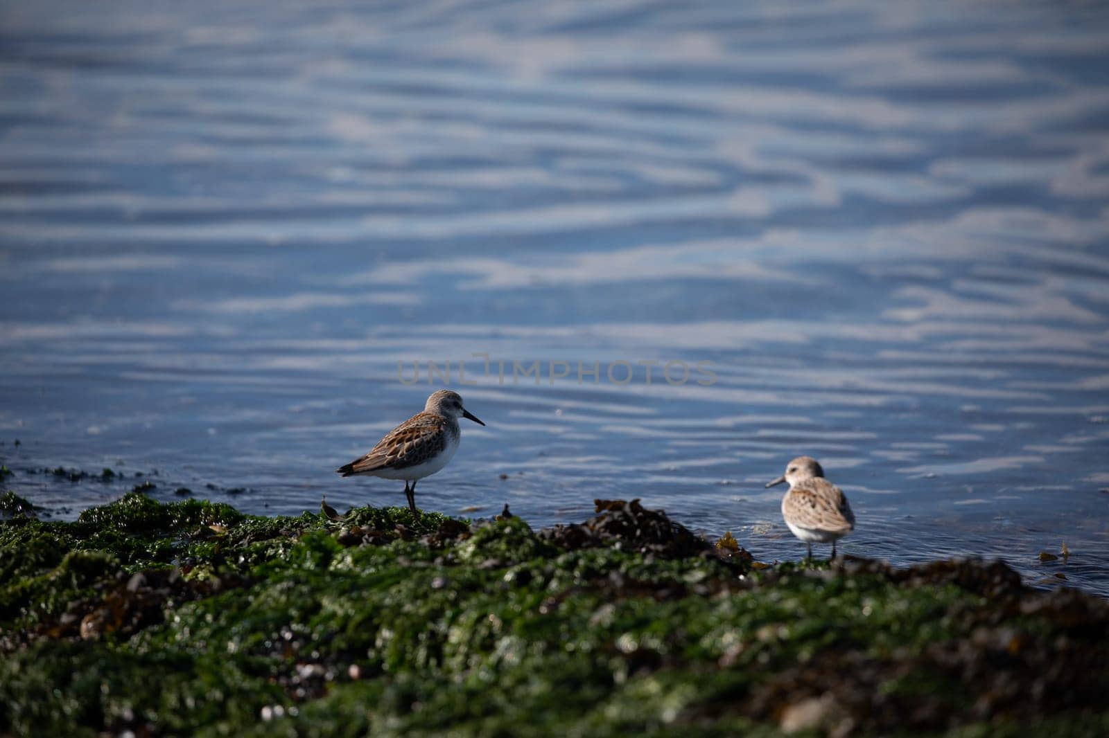 Shore birds walking along the edge of a beach covered in seaweed, British Columbia