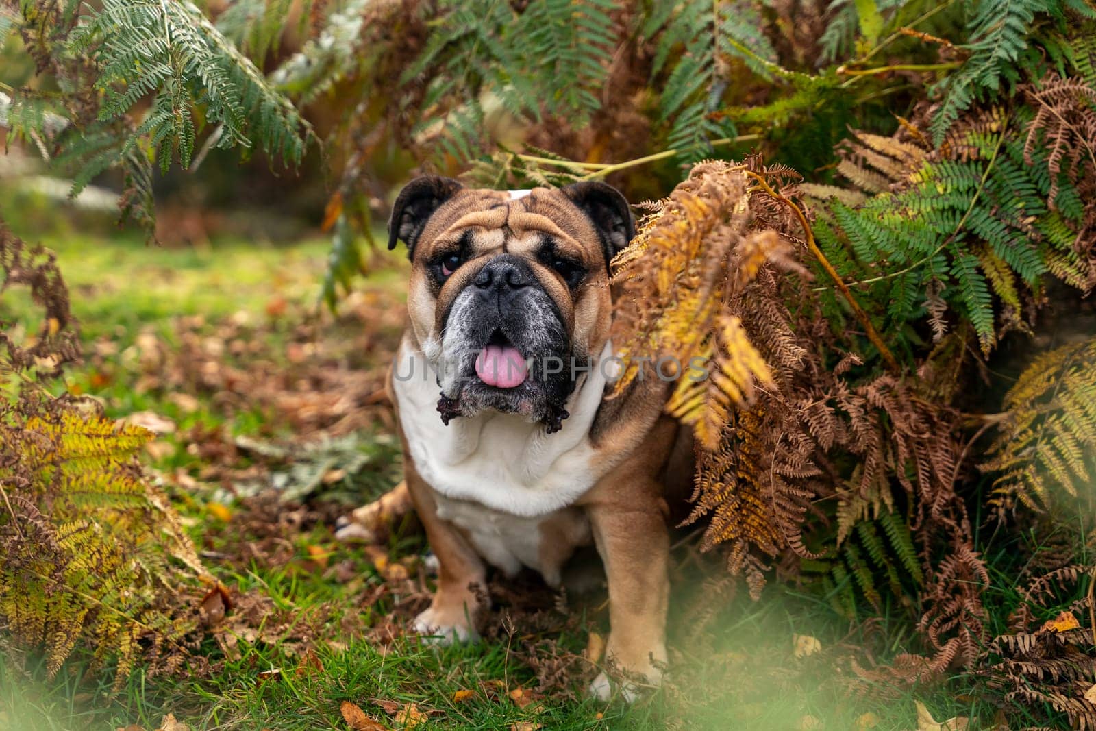 Red English British Bulldog Dog out for a walk looking up sitting in the grass on Autumn sunny day at sunset by Iryna_Melnyk