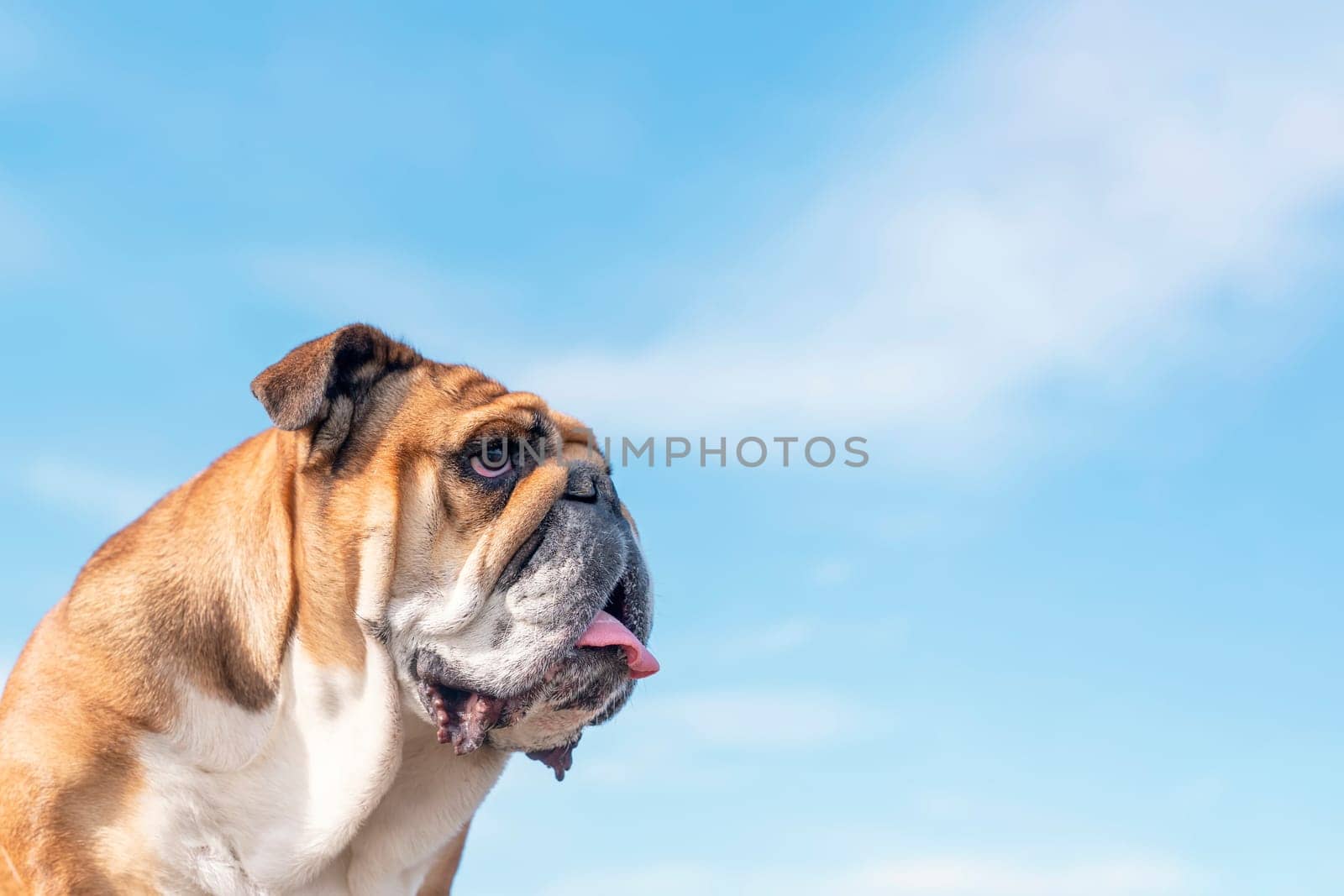 Portraut of Red English British Bulldog Dog against blu sky. High-quality photo for card and calendar