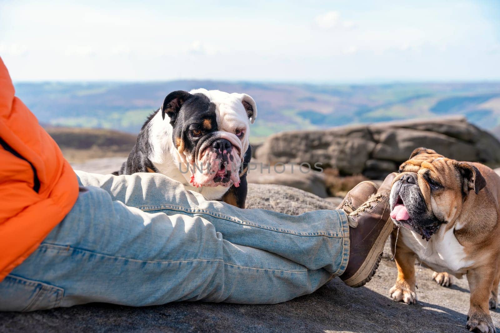 A happy pensioner with English bulldogs on top of mountain, going for a walk in Peak District on Autumn day. Dog training. Free time in retirement. by Iryna_Melnyk