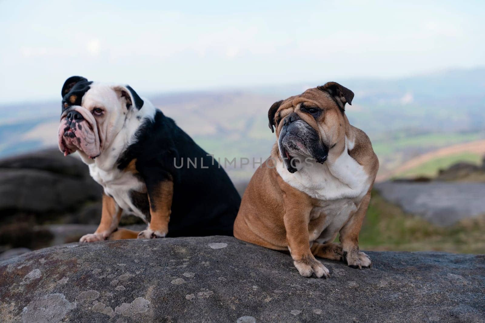 Red and Black tri-color English bulldogs sitting on top of mountain at Peak District on a sunny warm day.