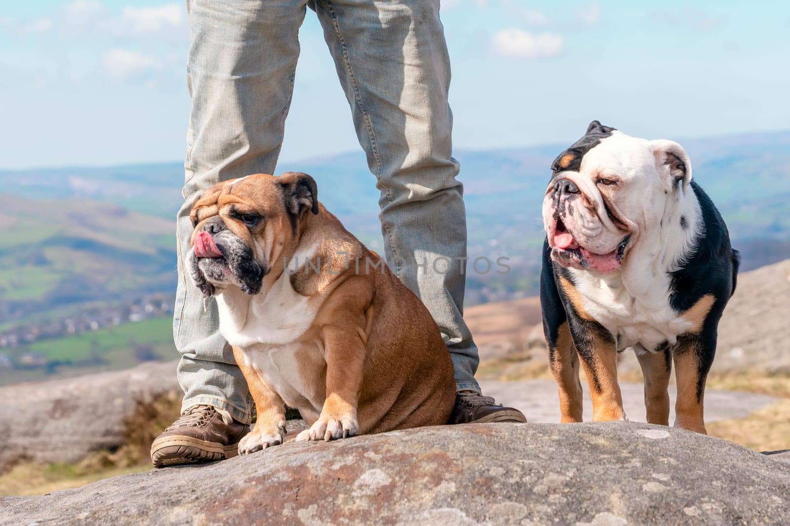 A happy pensioner with English bulldogs on top of mountain, going for a walk in Peak District on Autumn day. Dog training. Free time in retirement.