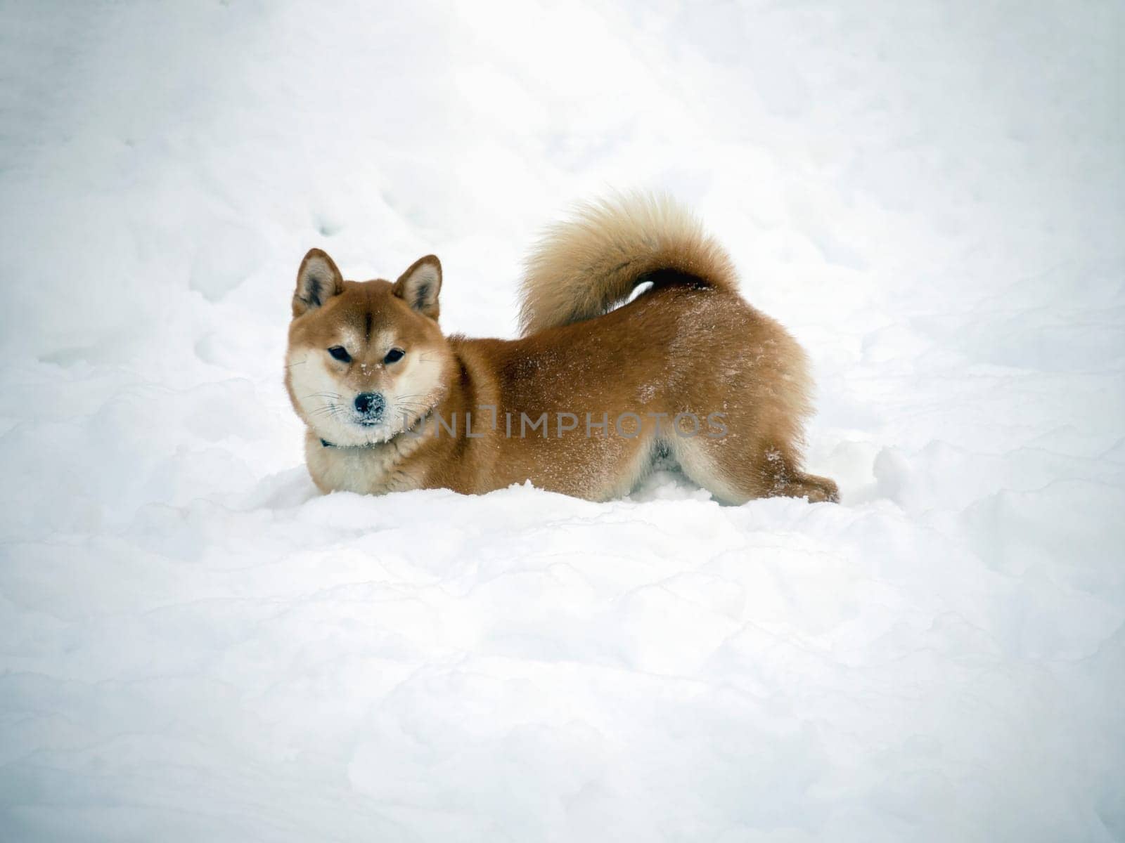 Japanese red coat dog is in winter forest. Portrait of beautiful Shiba inu male standing in the forest on the snow and trees background. High quality photo. Walk in winter