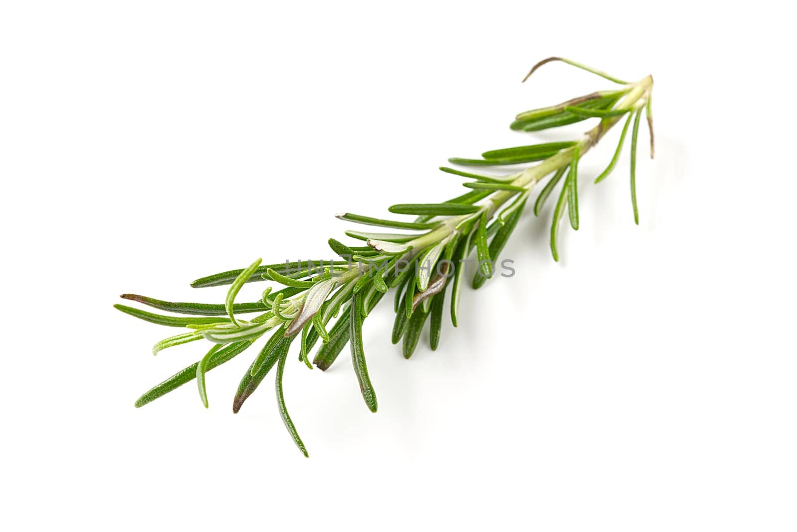 Fresh green sprig of rosemary isolated on a white background. green natural spices