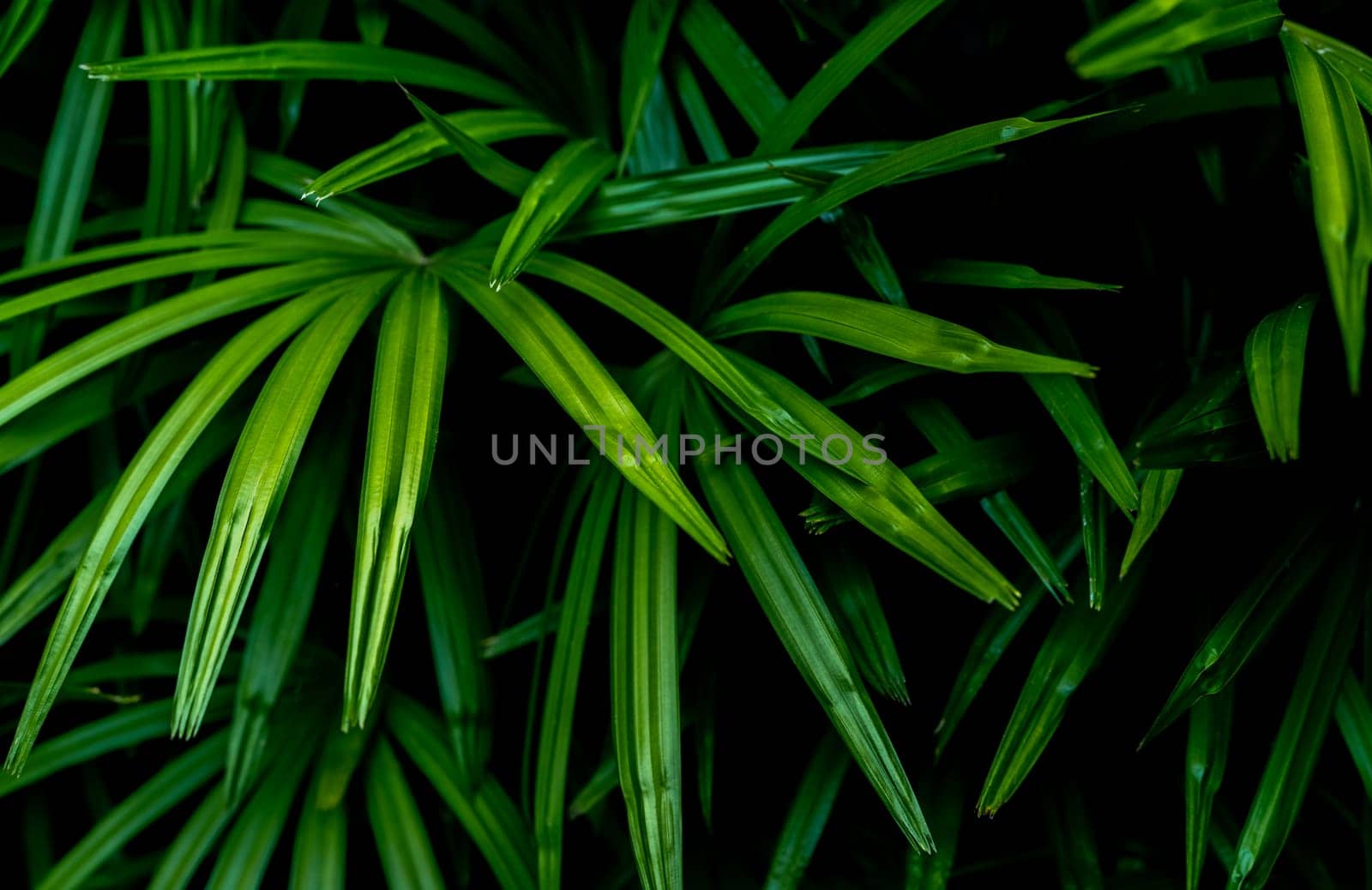 Closeup green leaves of tropical plant in garden. Ornamental plant decor in garden. Green leaf on dark background. Green leaves for spa background. Beauty in nature. Ornamental plants for landscaping. by Fahroni