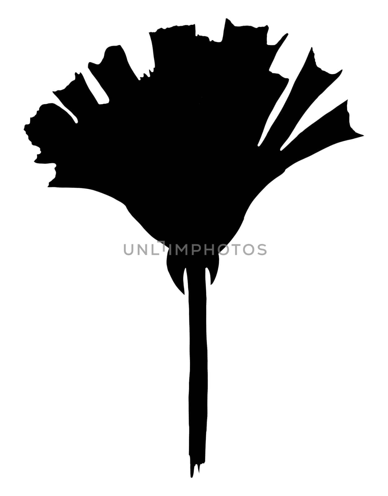 Hand Drawn Flower Silhouette. Black Floral Illustration. Plant Silhouette Isolated on White Background.