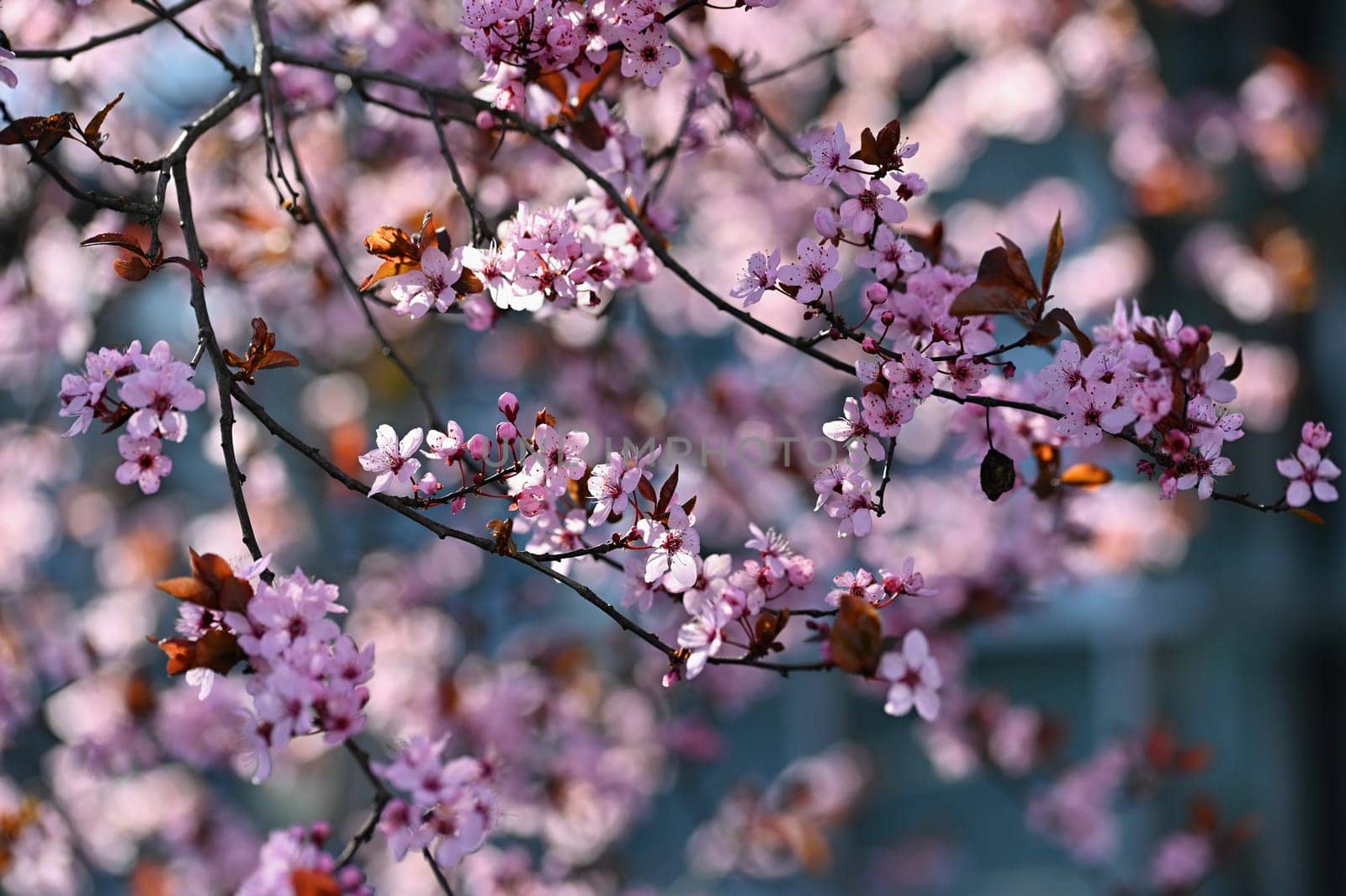 Branches of blossoming cherry. Background in spring on nature outdoors. Pink sakura flowers in springtime.