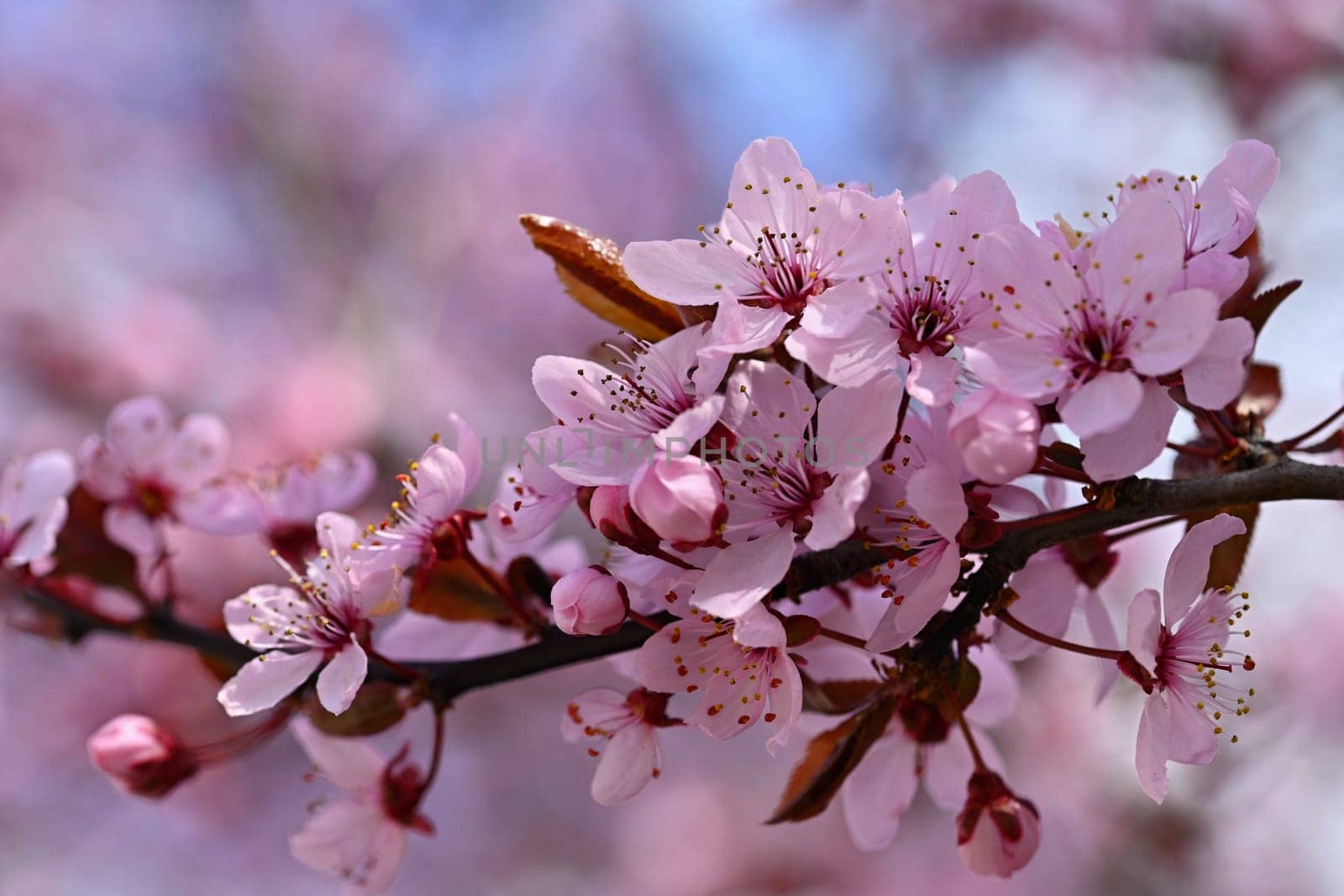 Springtime. Beautiful flowering Japanese cherry - Sakura. Colorful background with flowers  and sun on a spring day.