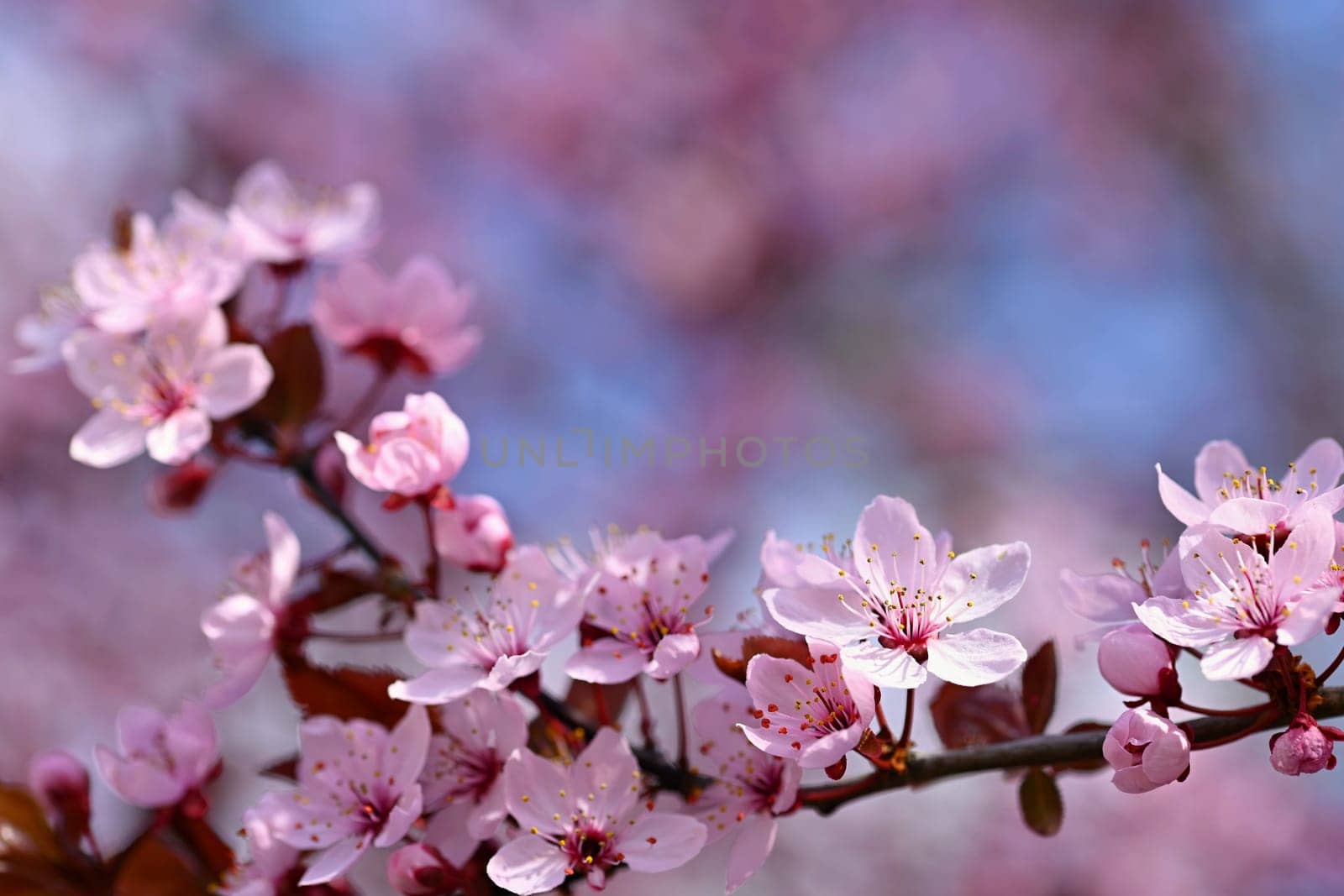 Springtime. Beautiful flowering Japanese cherry - Sakura. Colorful background with flowers  and sun on a spring day.