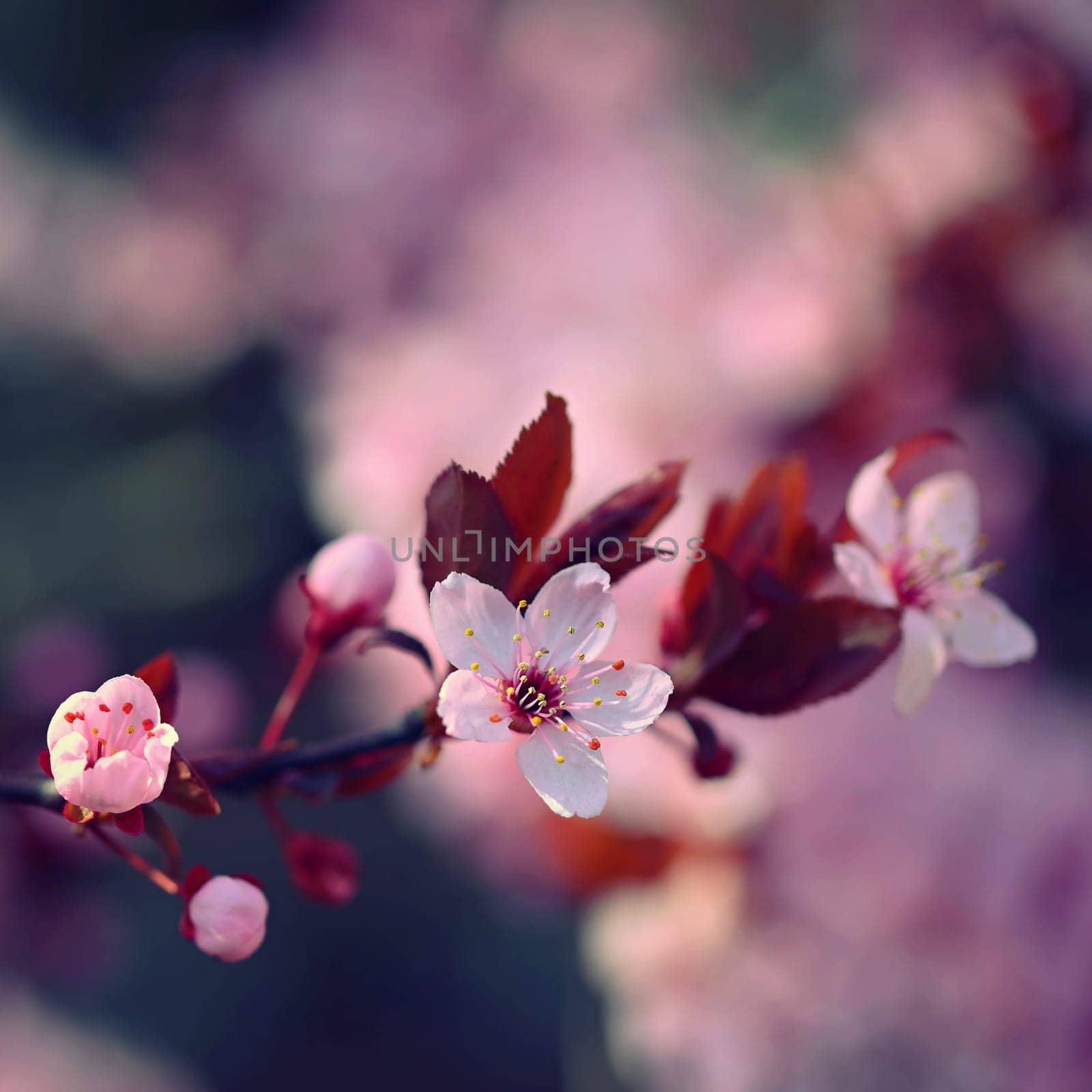 Beautiful spring flowering tree - Japanese Sakura Cherry. Natural colorful background in spring time.  by Montypeter